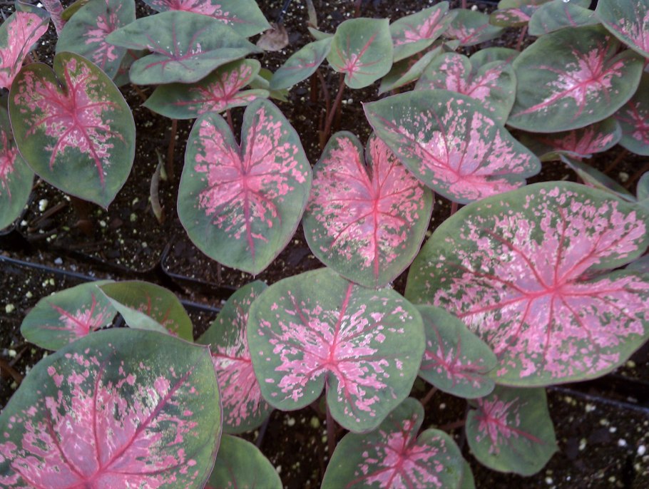 Каладиум Strawberry Star