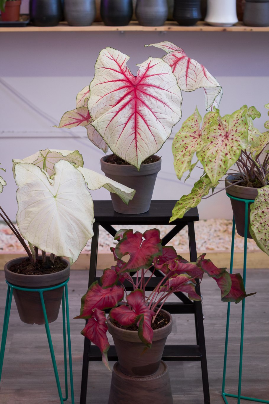 Каладиум Флорида Бьюти