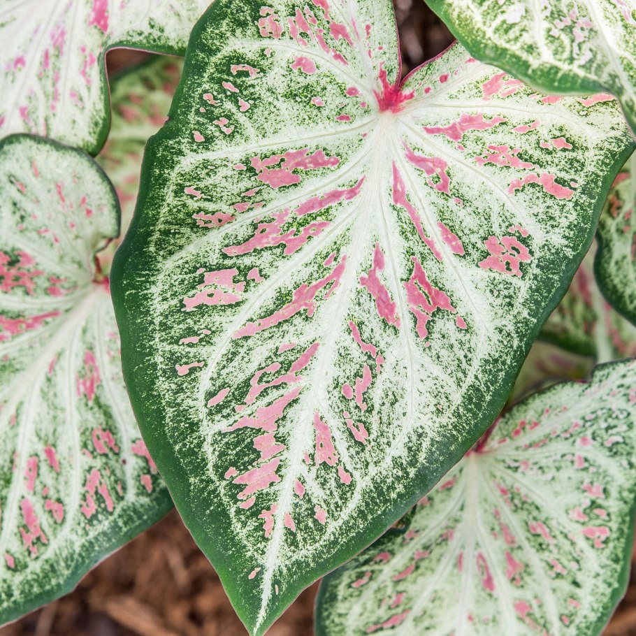 Каладиум джамбо