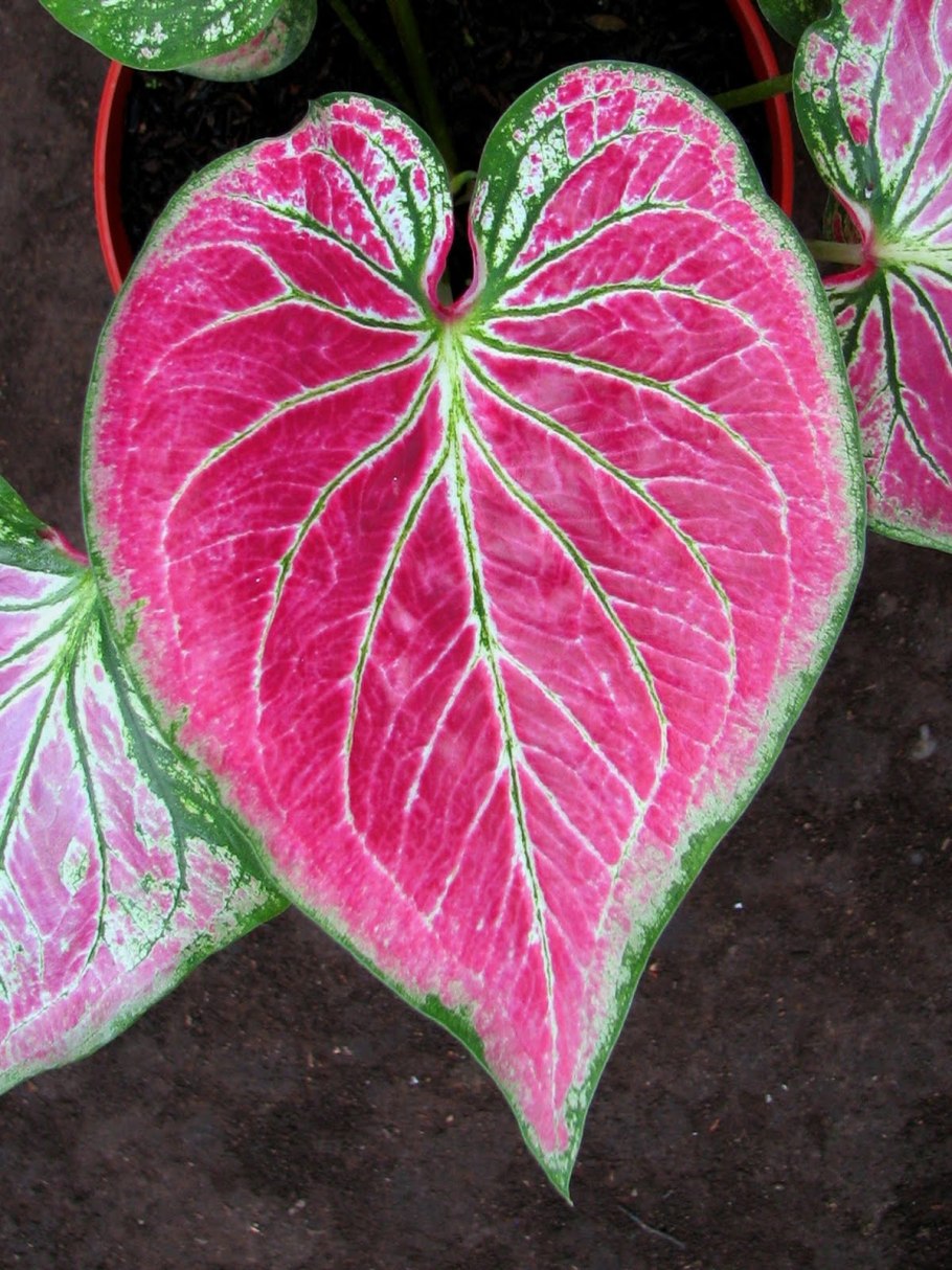 Каладиум Peppermint