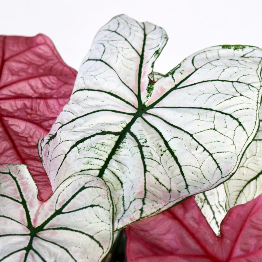 Каладиум Fantasy