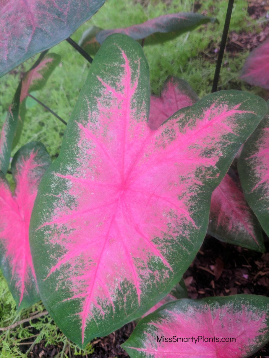 Каладиум зеленый