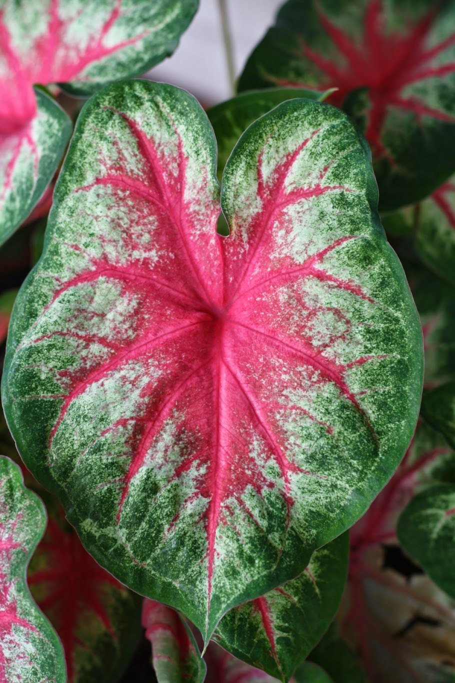 Каролин Вортон каладиум