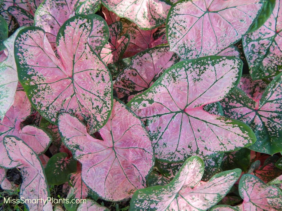 Каладиум Флорида Кардинал