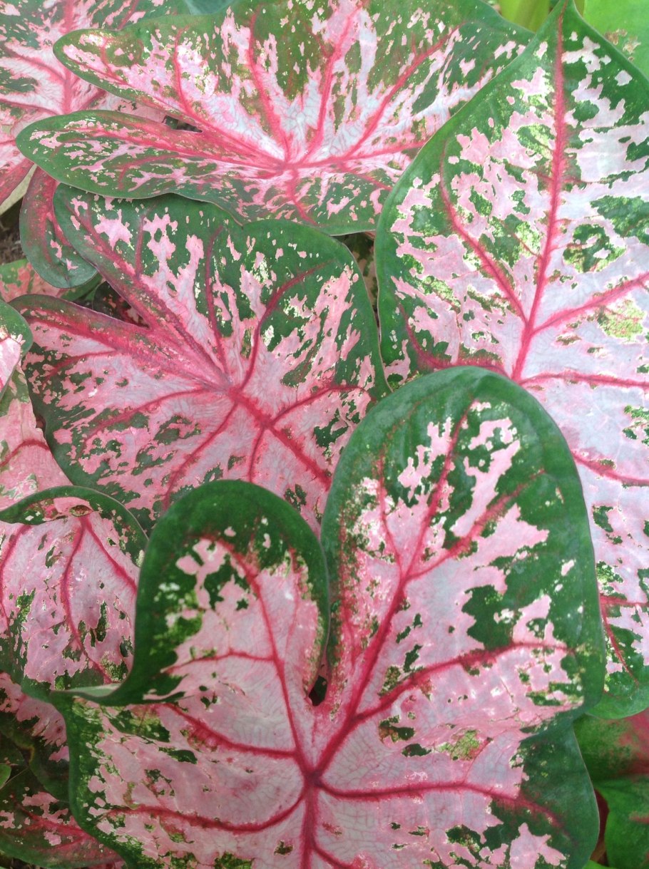 Каладиум РАТИ пунш