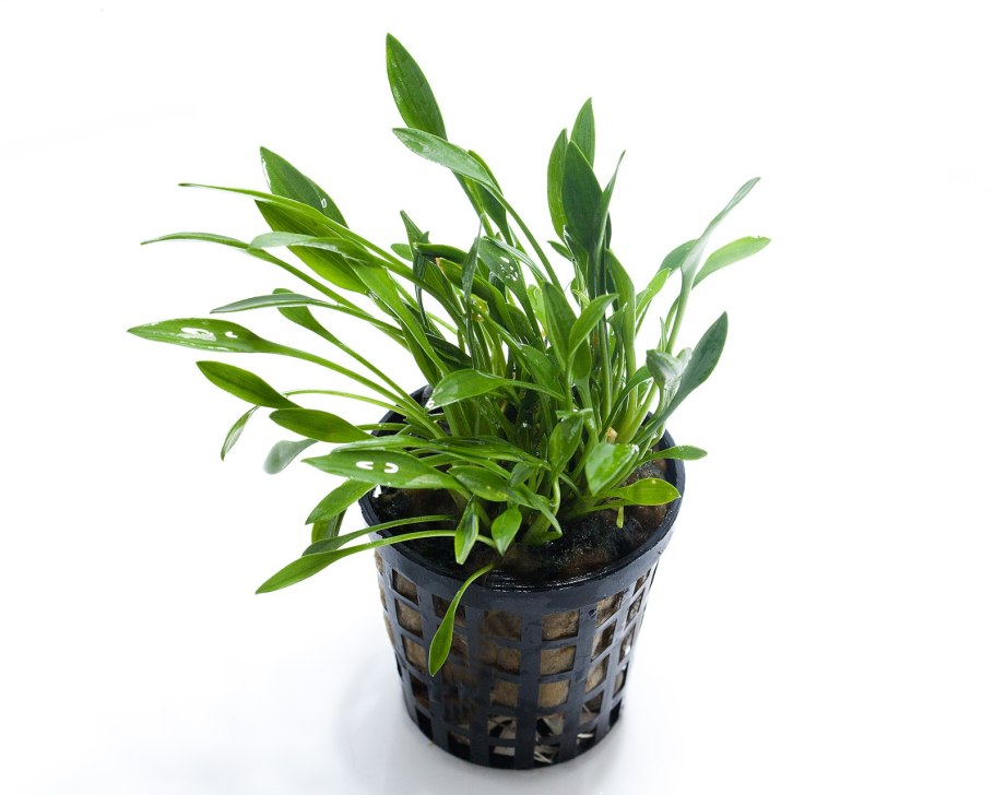 Cryptocoryne парва