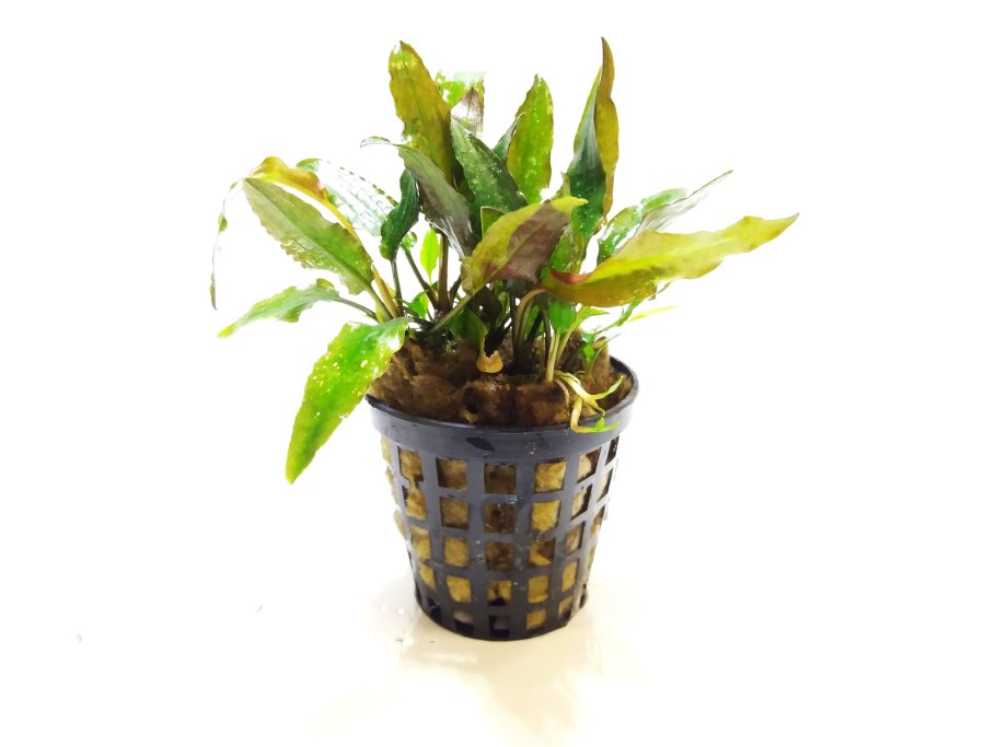 Cryptocoryne pygmaea