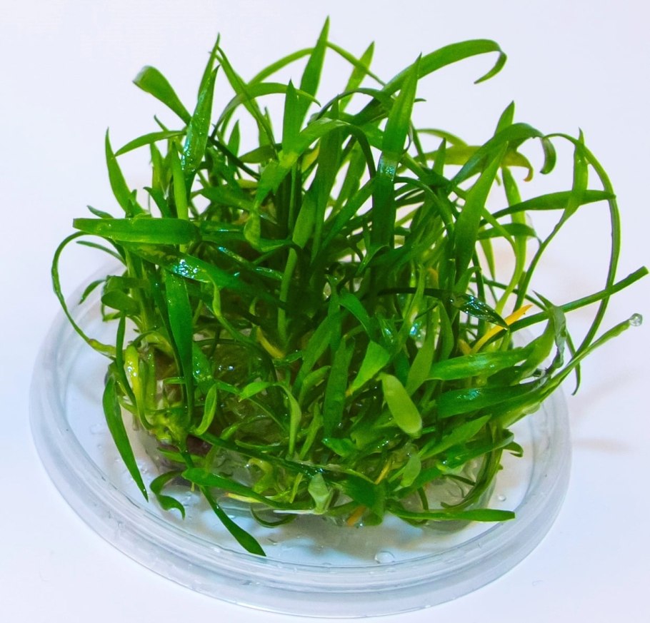 Cryptocoryne парва