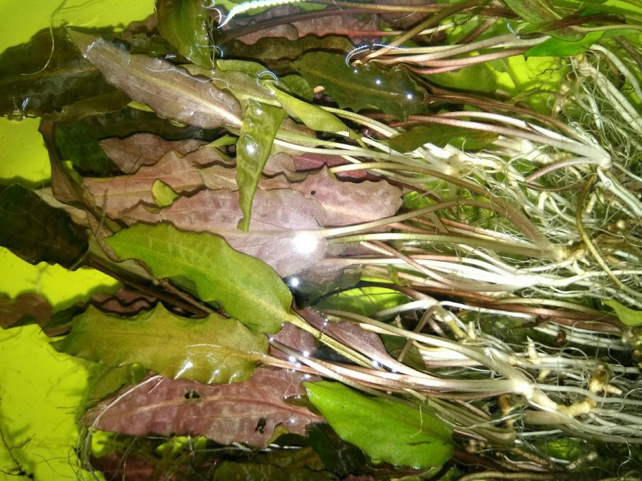 Эхинодорус мелкоцветный Echinodorus parviflorus