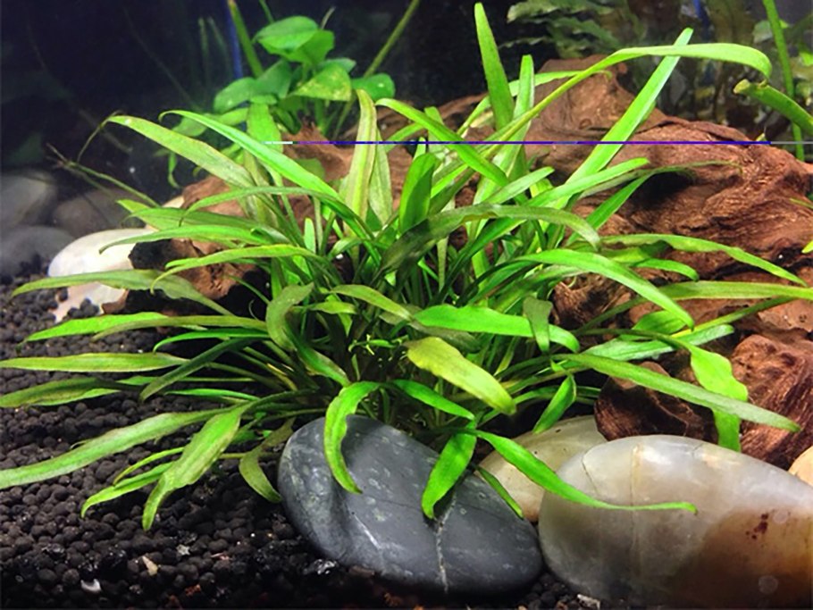 Криптокорина парва (Cryptocoryne Parva)