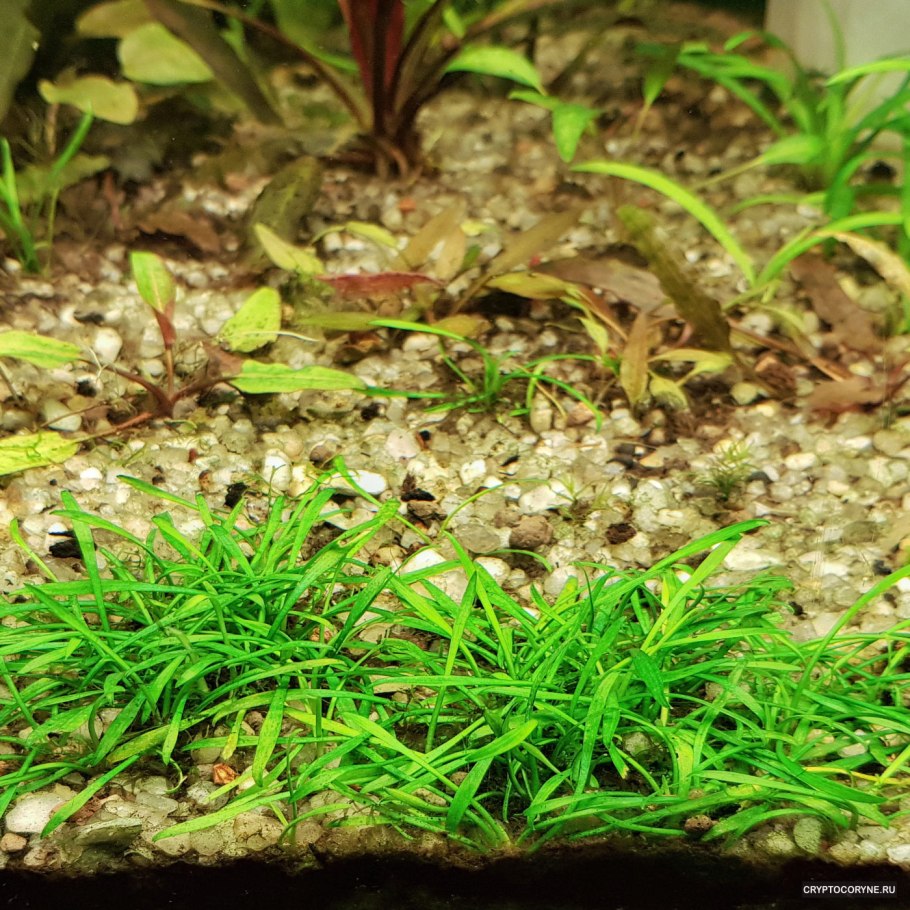 Cryptocoryne парва