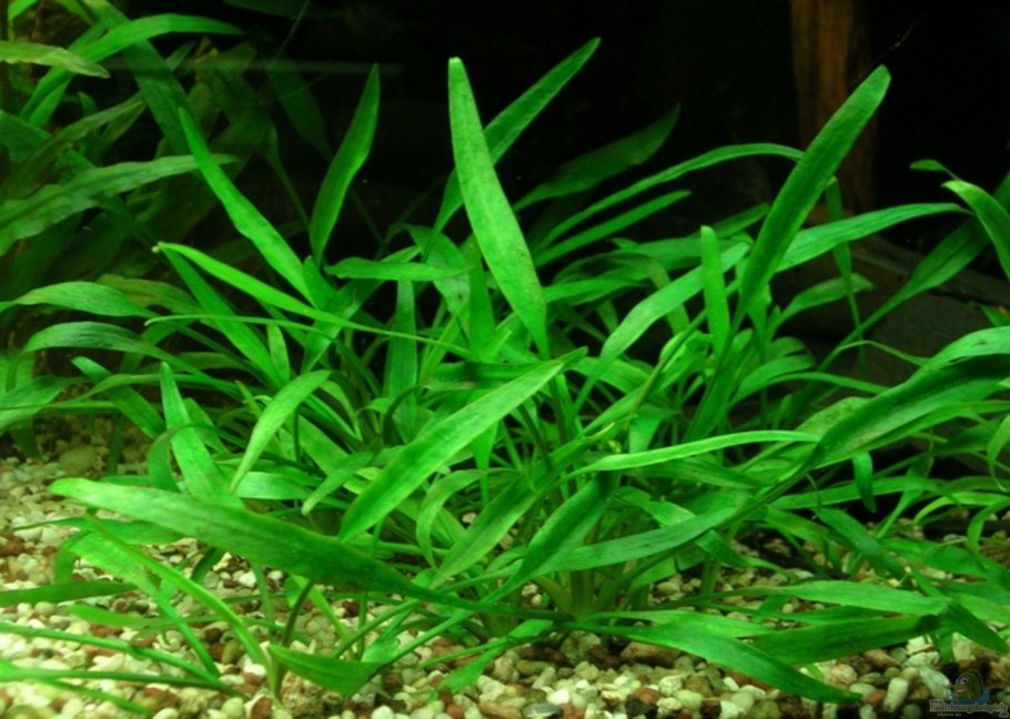 Cryptocoryne парва
