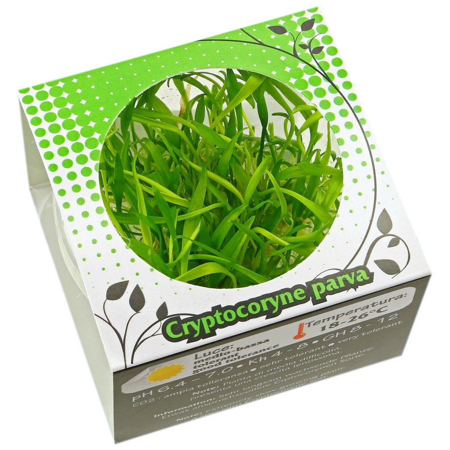 Cryptocoryne парва