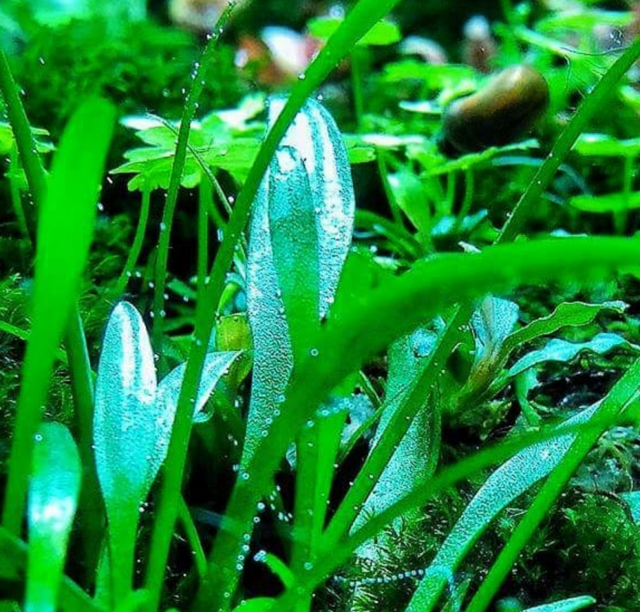 Криптокорина парва нано