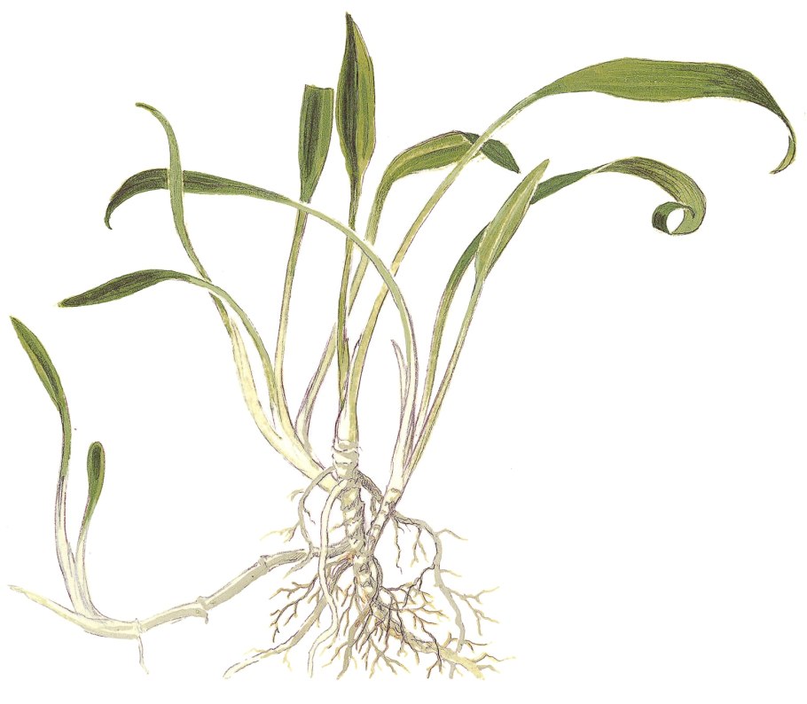 Cryptocoryne lucens