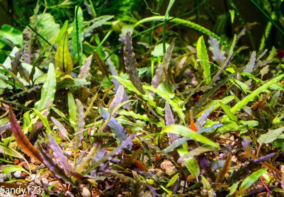 Сryptocoryne spiralis Ботанический рисунок