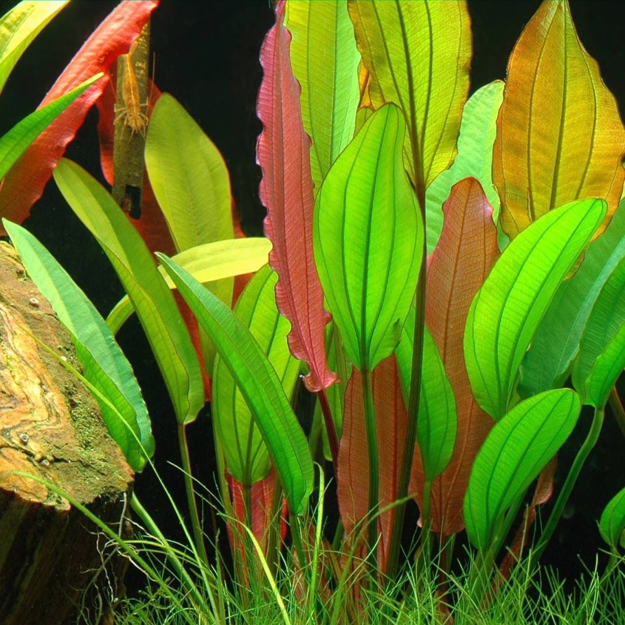 Cryptocoryne willisii