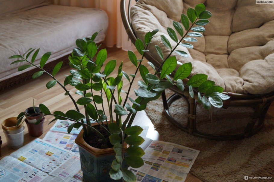 Комнатный цветок замиокулькас