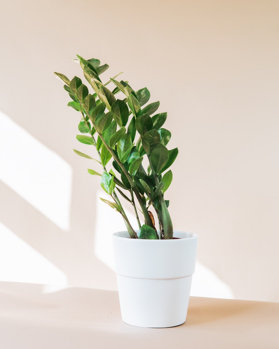 Замиокулькас долларовое