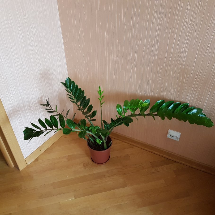 Замиокулькас в интерьере гостиной