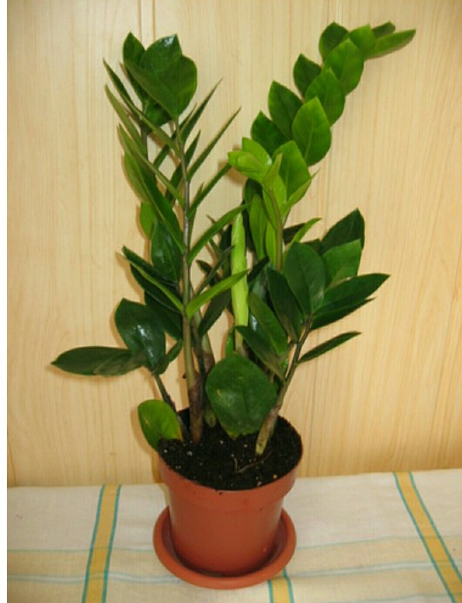 Денежное дерево долларовое