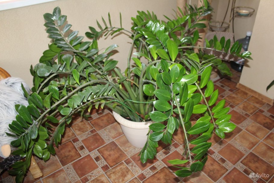 Замиокулькас Декорум