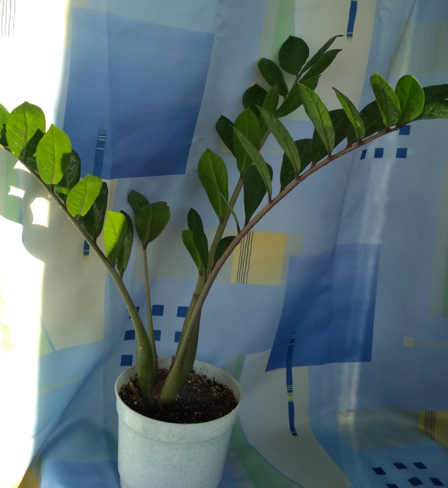 Замиокулькас цветок безбрачия