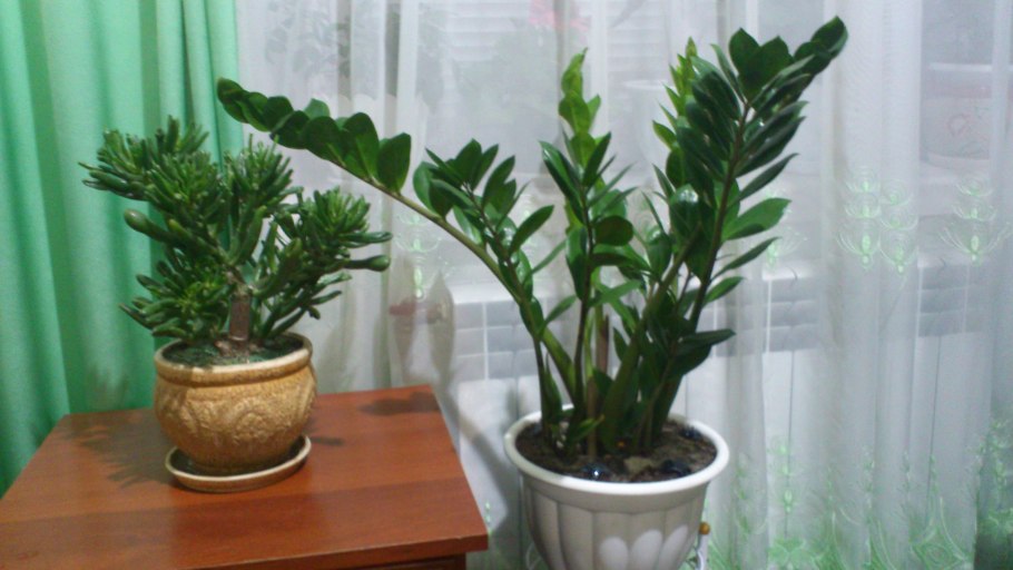 Замиокулькас золотой