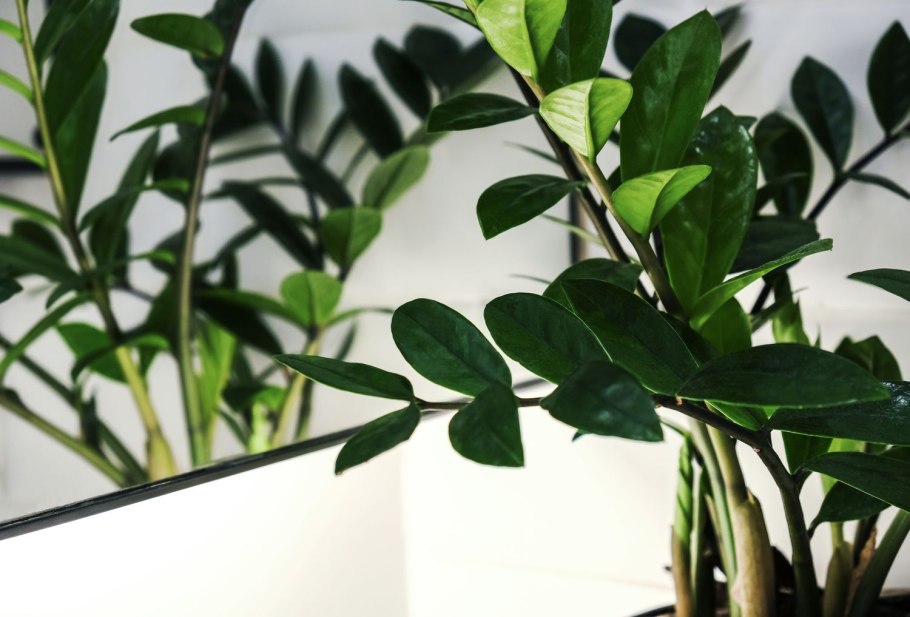 Замиокулькас цветок