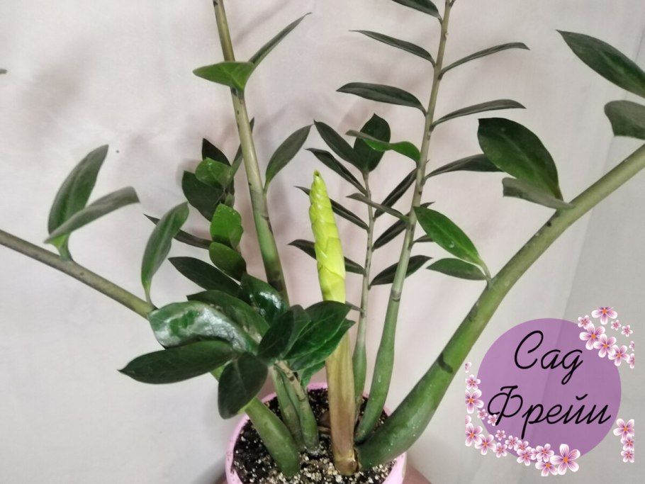 Растения не требующие света