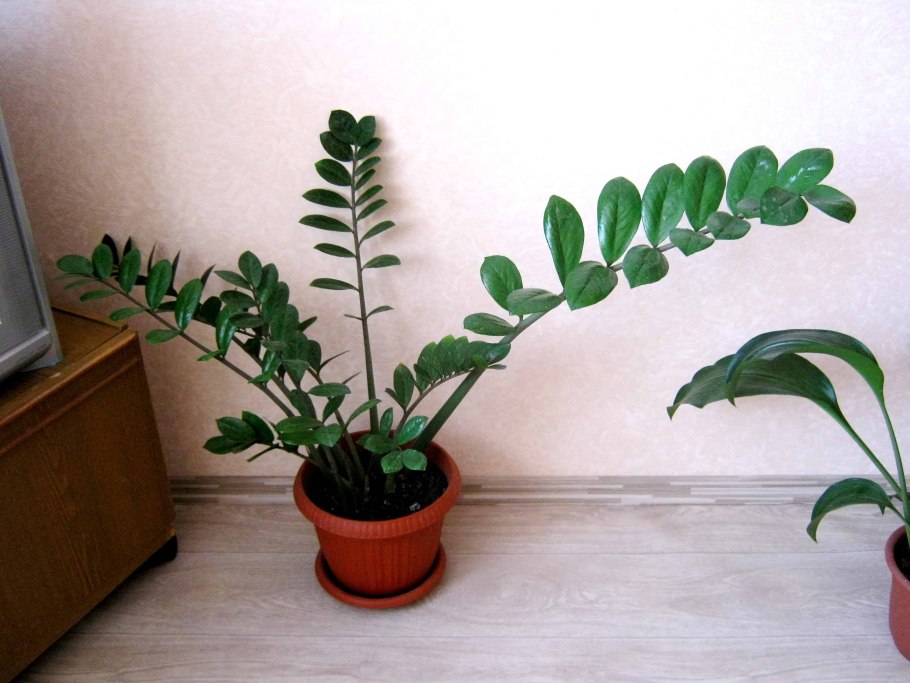 Денежное дерево замиокулькас