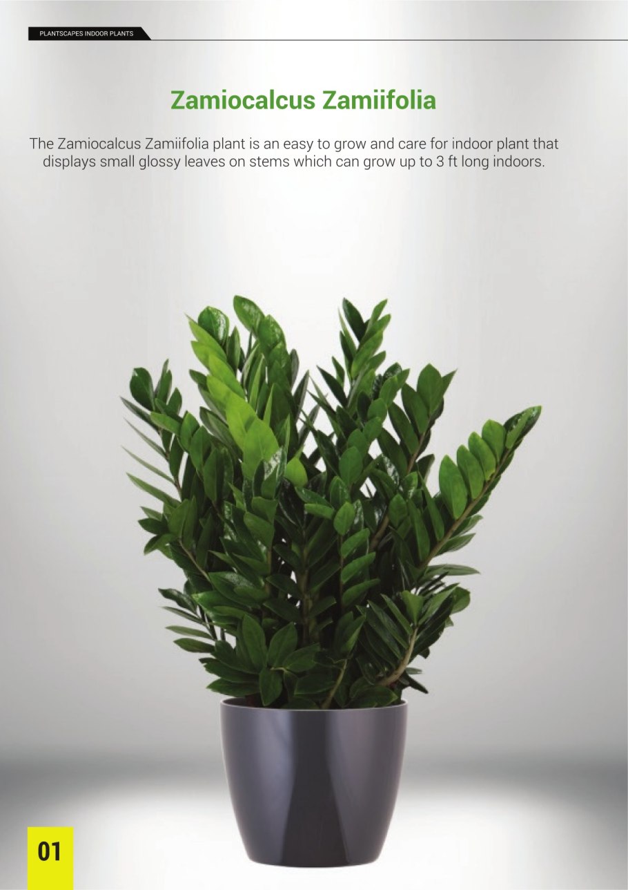 Замиокулькас замиелистный