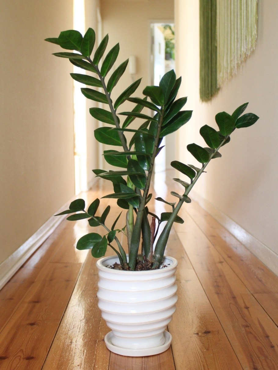 Замиокулькас Emerald Palm