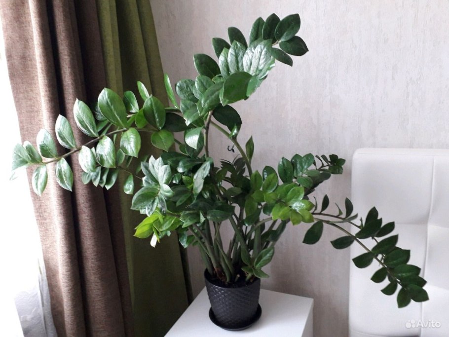 Спокойный фон для рабочего стола замиокулькас