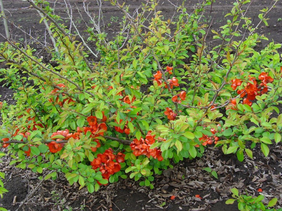 Айва японская куст