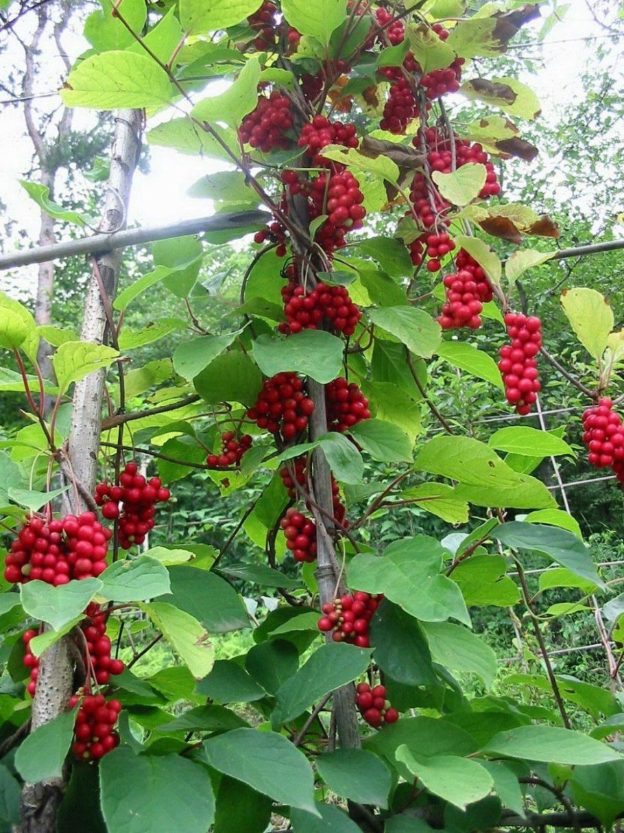 Лимонник китайский куст