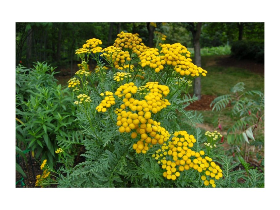 Хризантема (пижма) Девичья Голден бол