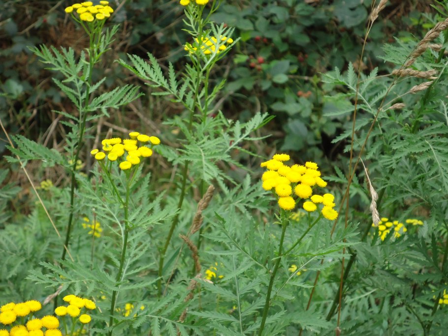 Tanacetum communis