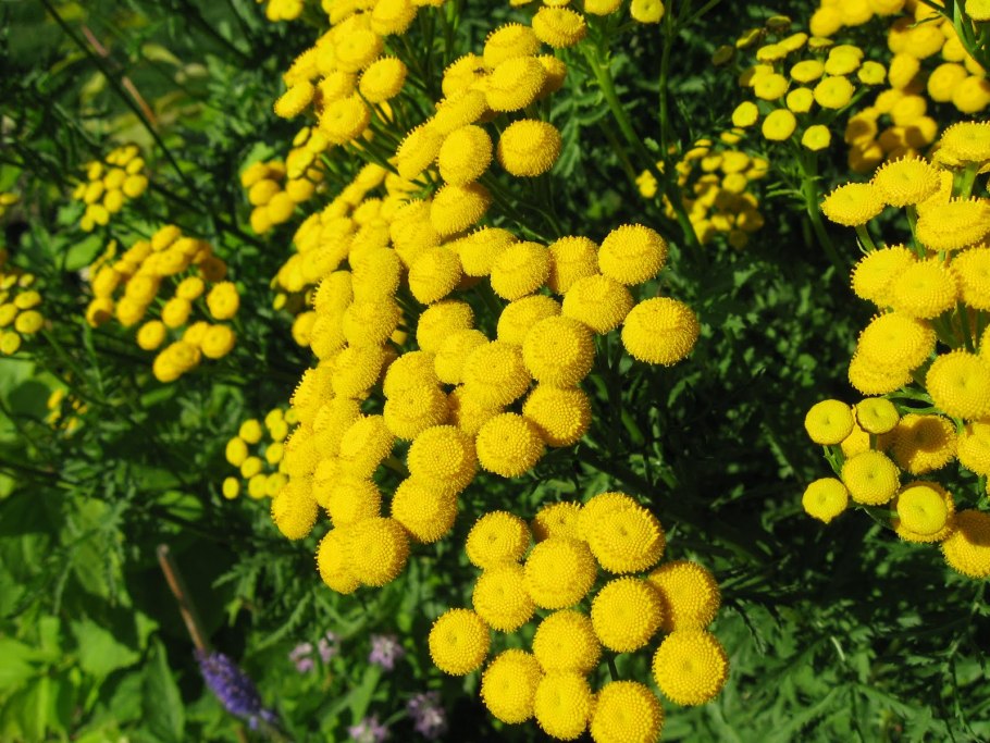 Пижма обыкновенная (Tanacetum vulgare)