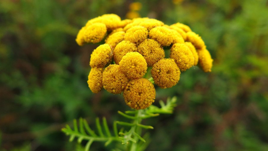 Пижма обыкновенная (Tanacetum vulgare)