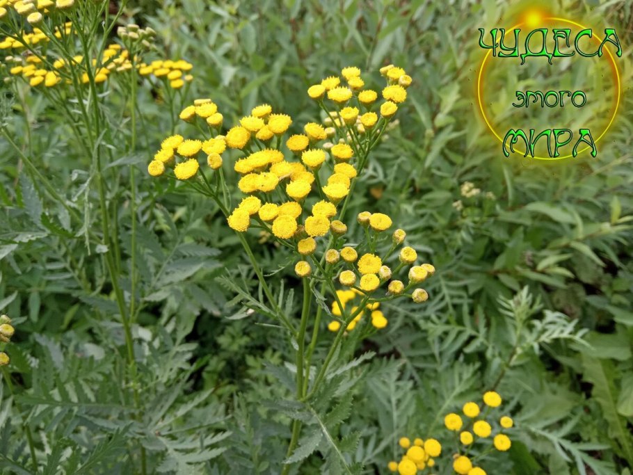 Пижма обыкновенная