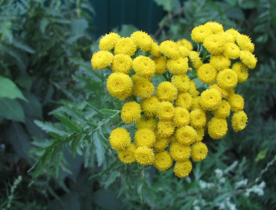 Priporosennaia trava