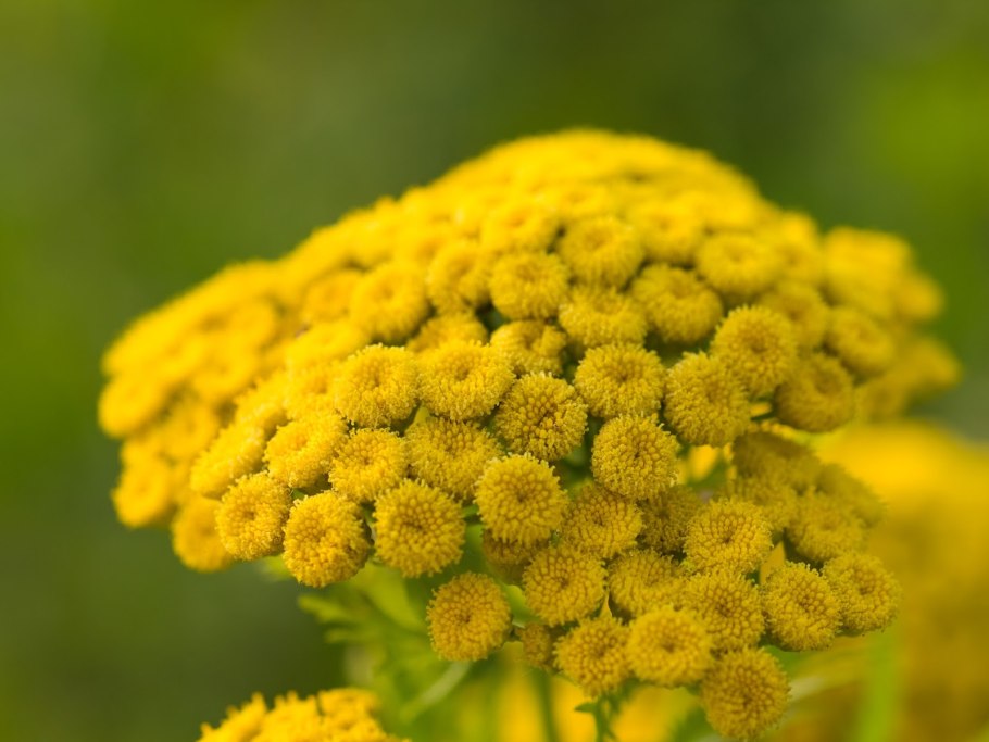 Пижма обыкновенная