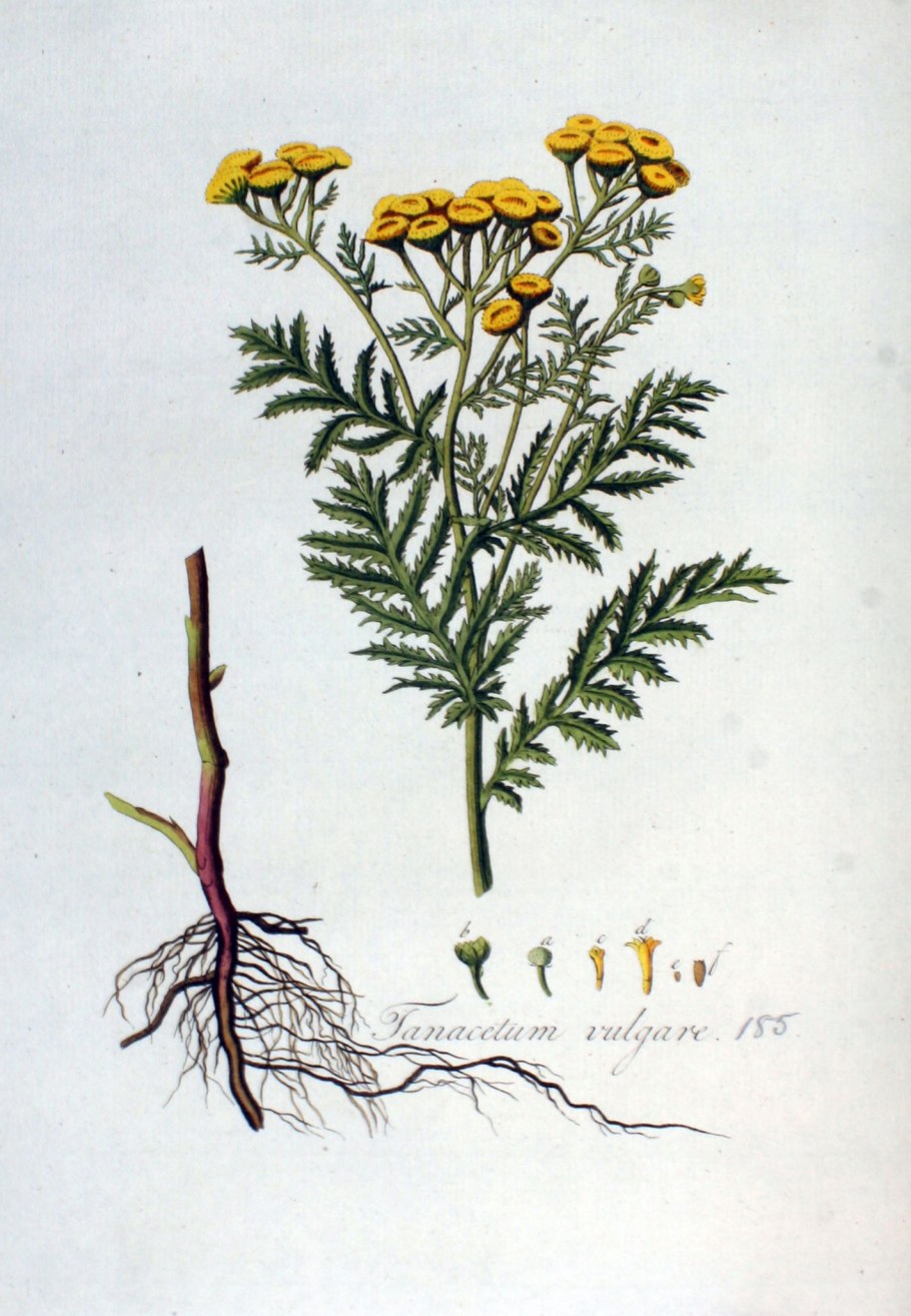 Пижма обыкновенная (Tanacetum vulgare l.)