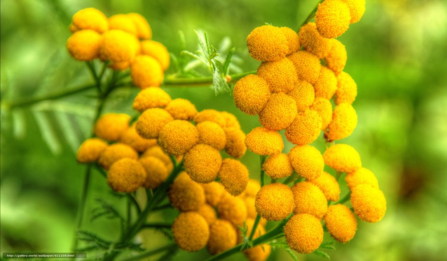 Пижма обыкновенная (Tanacetum vulgare)