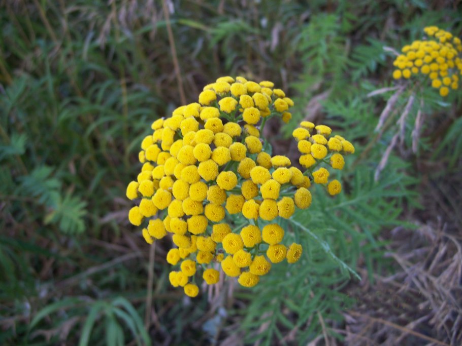 Пижма обыкновенная (Tanacetum vulgare l.)
