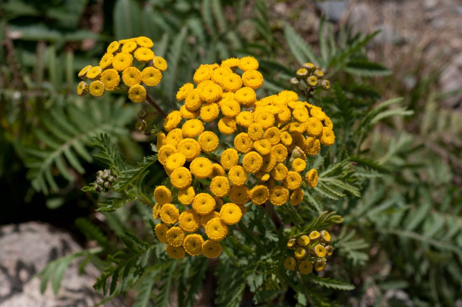 Пижма Дикая Рябинка