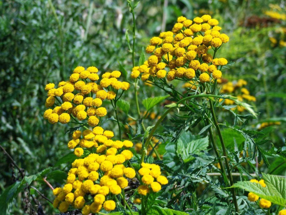 Пижма обыкновенная (Tanacetum vulgare)