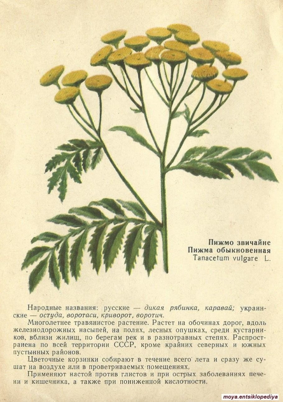 Полынь и пижма