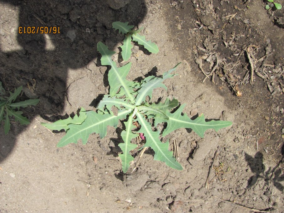 Колючий молочай сорняк